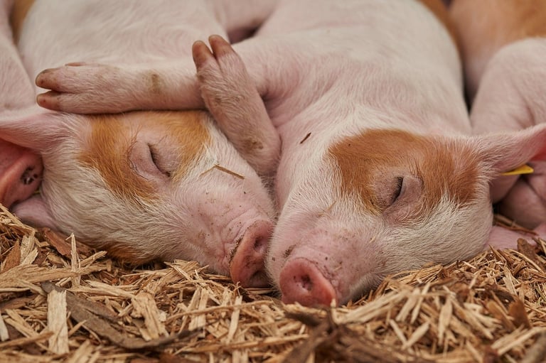 ECO Animal Health Group