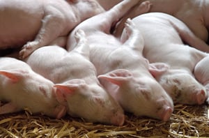 ECO Animal Health
