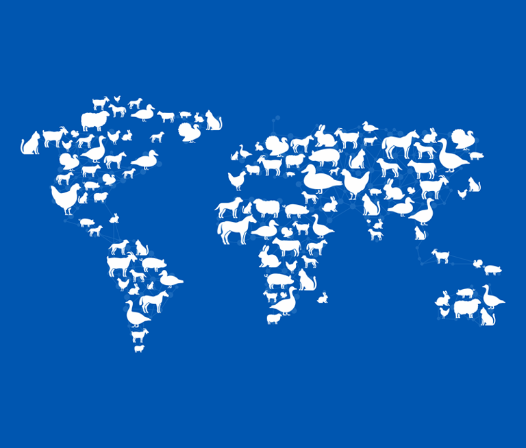 Dechra Pharmaceuticals