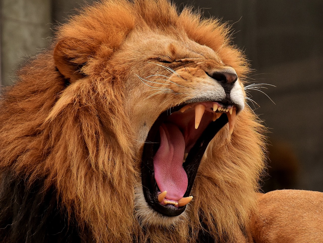 Liontrust Asset Management