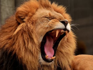 Liontrust Asset Management