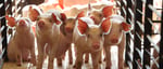Directorstalk Interviews (Lon:) ECO Animal Health