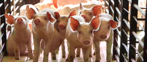 ECO Animal Health