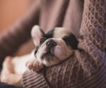 Pets at Home Group