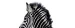 Investec Plc
