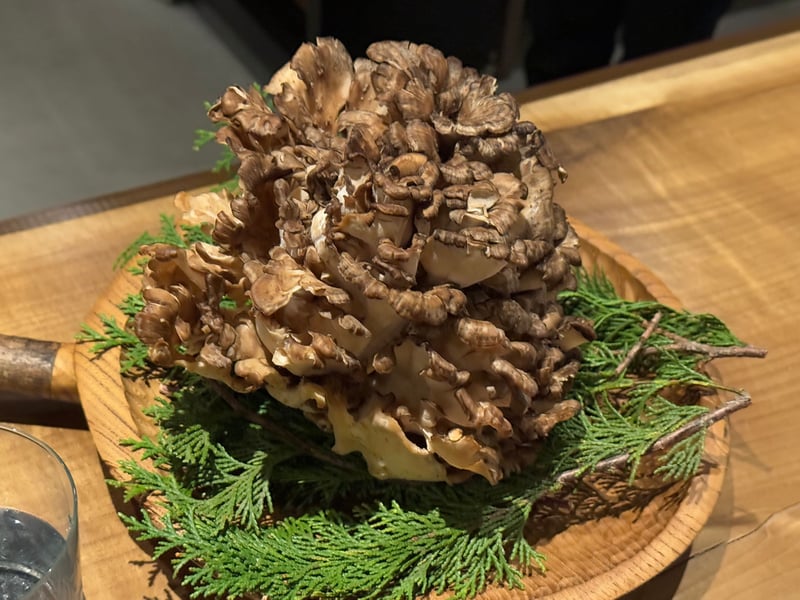 木の板に杉の葉を敷いて見せられた、株のままの天然舞茸