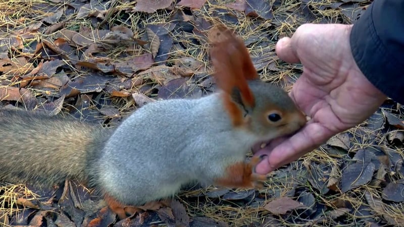video_popup_thumb