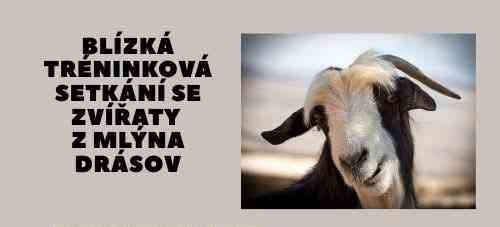 Blízká TRÉNINKOVÁ SETKÁNÍ se zvířaty z Mlýna Drásov