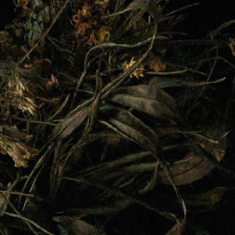 Nova spolecnost jupi