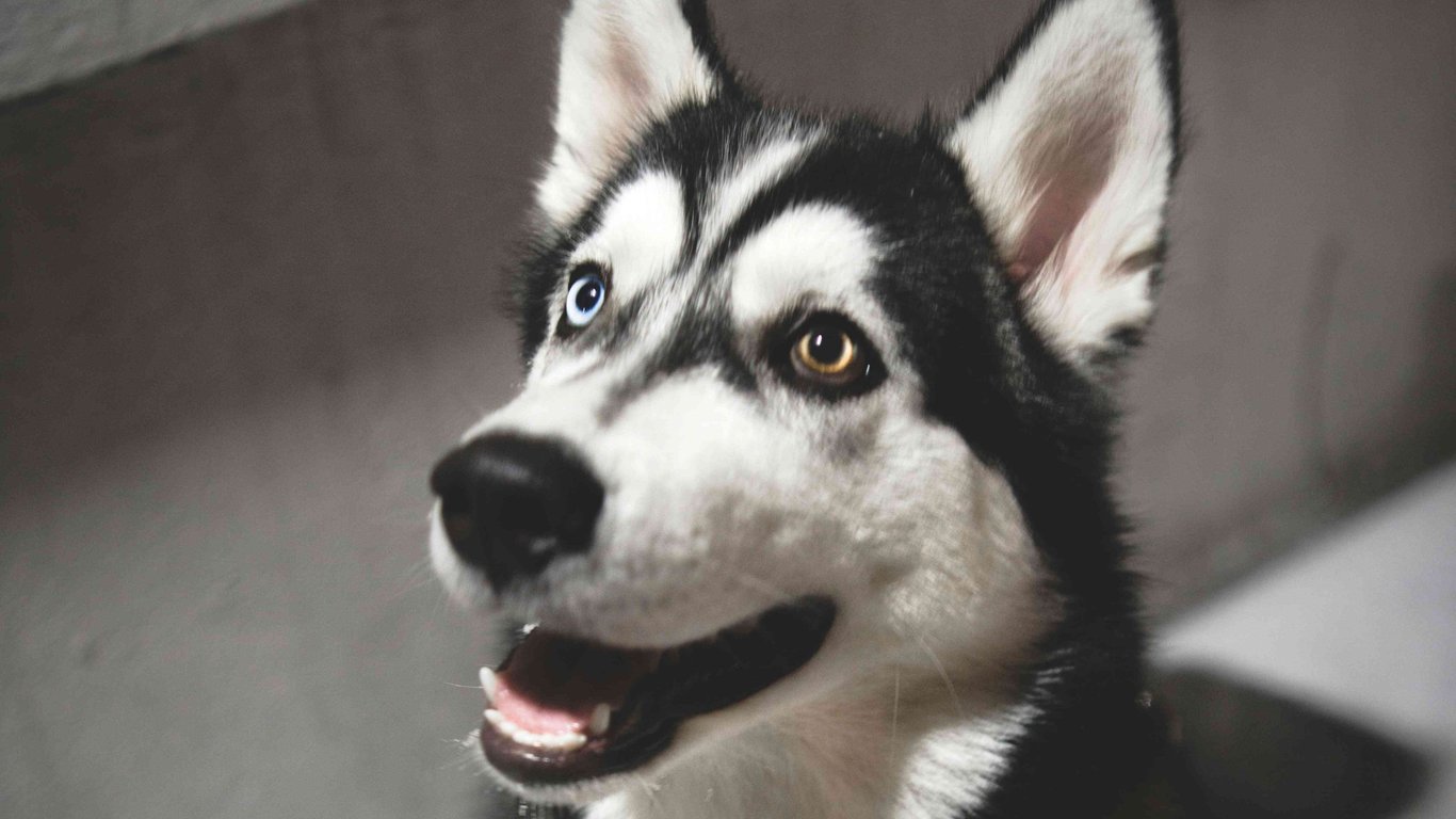 Pokračovací kurz poslušnosti