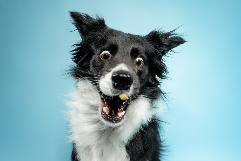 Zimní fotografování v ateliéru pro psy