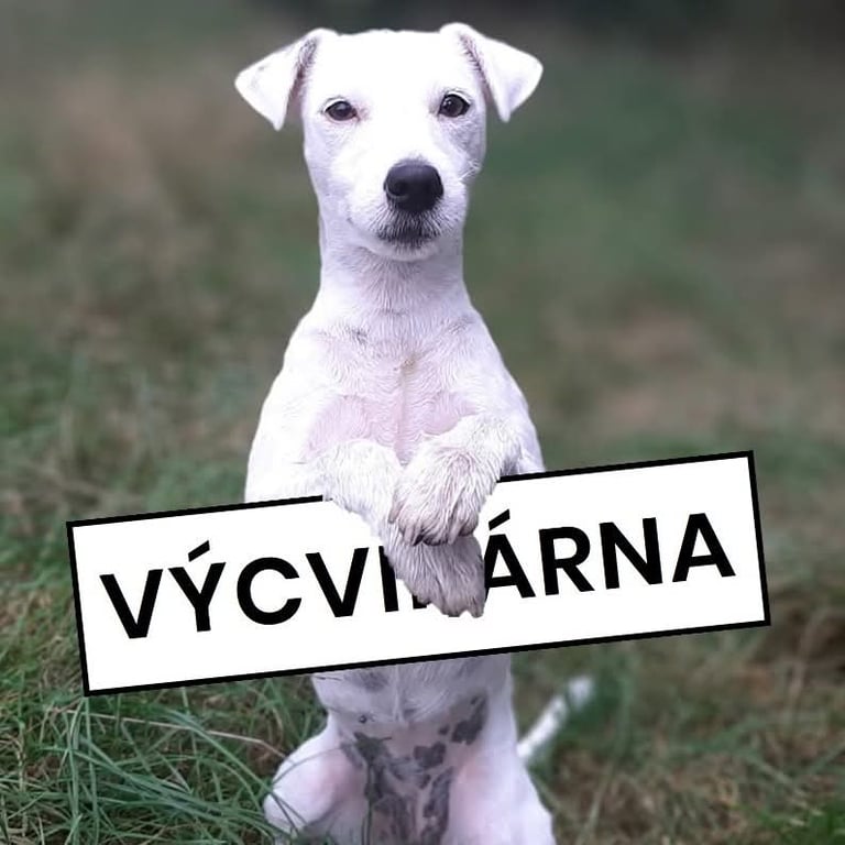 Logo of VÝCVIKÁRNA - psí škola: Kačka Suchovská - dogtrainer