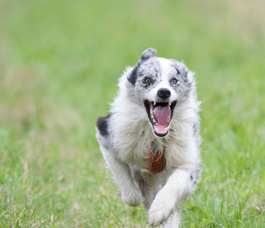 Žáravice Dog Puller - kvalifikační závod