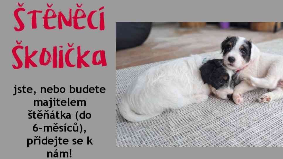 Štěněcí školička 🐕🐕🐕