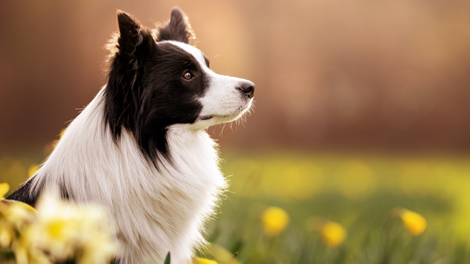 Jarní fotografování psů v exteriéru