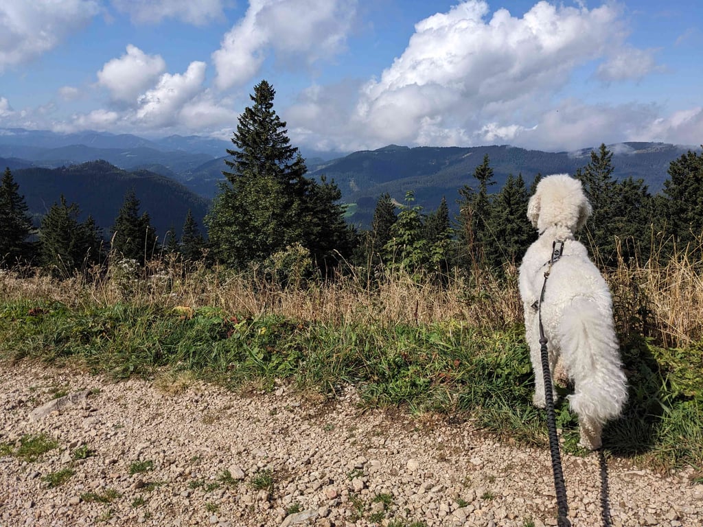 Procházka se psama na Čápáku