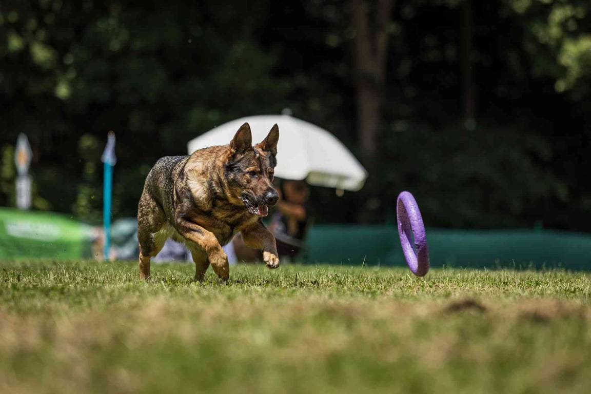 O Olomoucký tvarůžek - Dog Puller kvalifikační závod