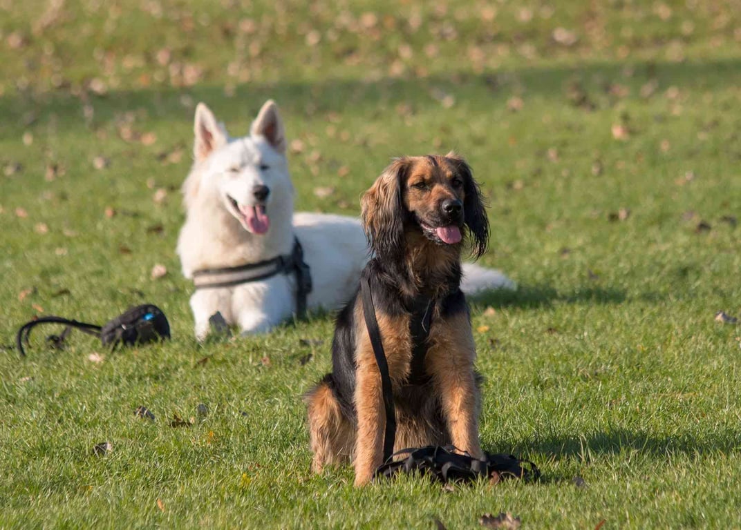 🐾 Provozní poslušnost