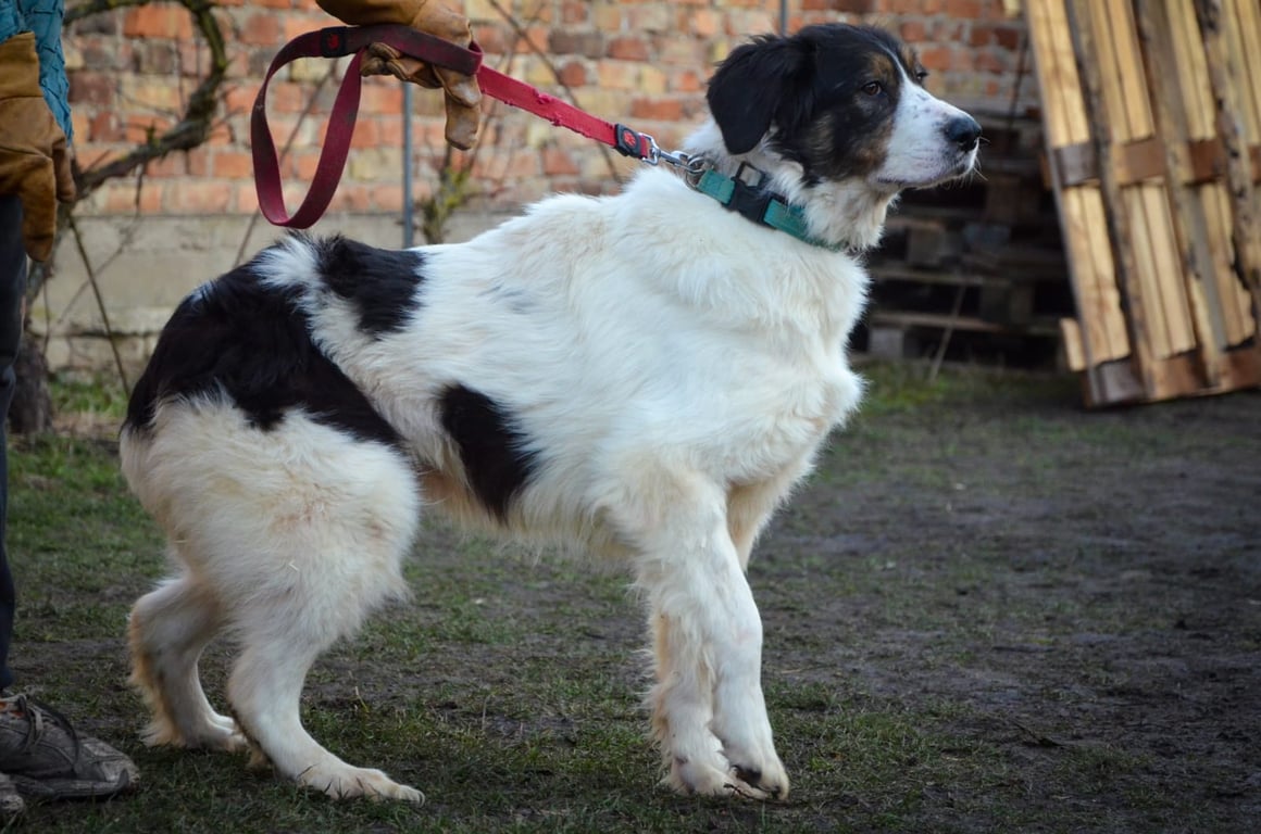 Vánoční venčení