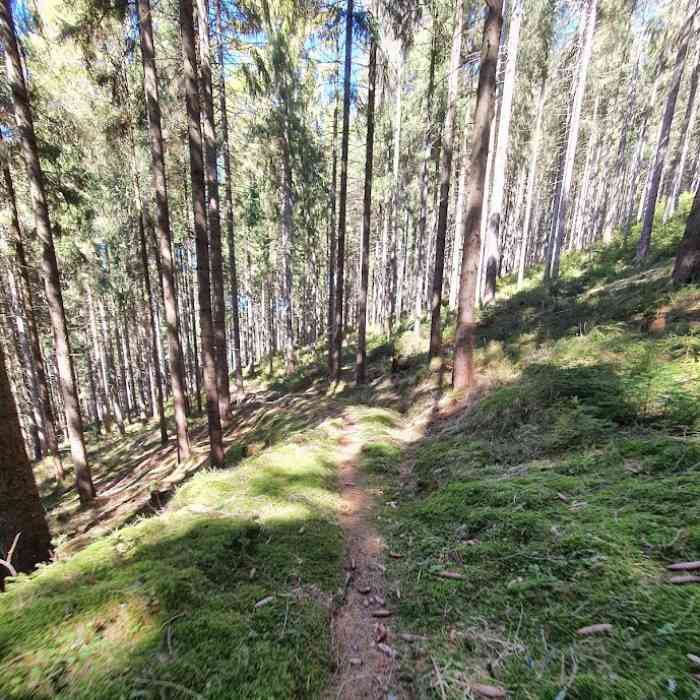 LESKROS Krušný etapák - canicross a běh