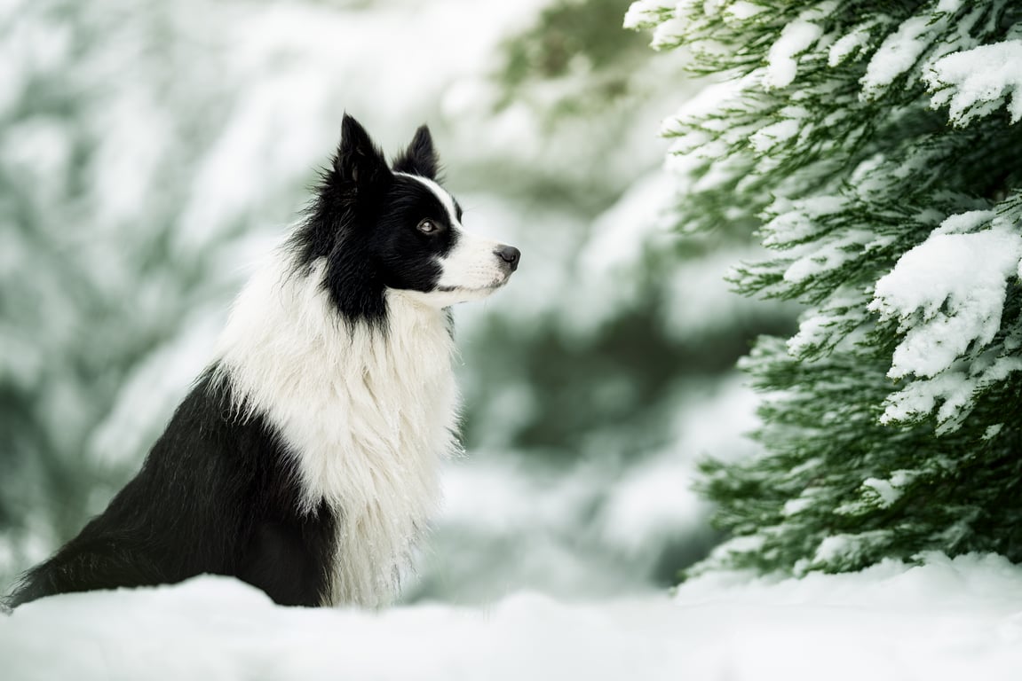 Zimní fotografování v exteriéru