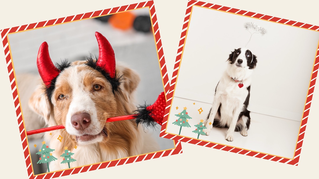 Mikulášský kruhový trénink dogfitness