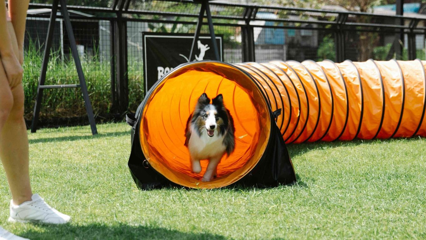 Agility přípravka