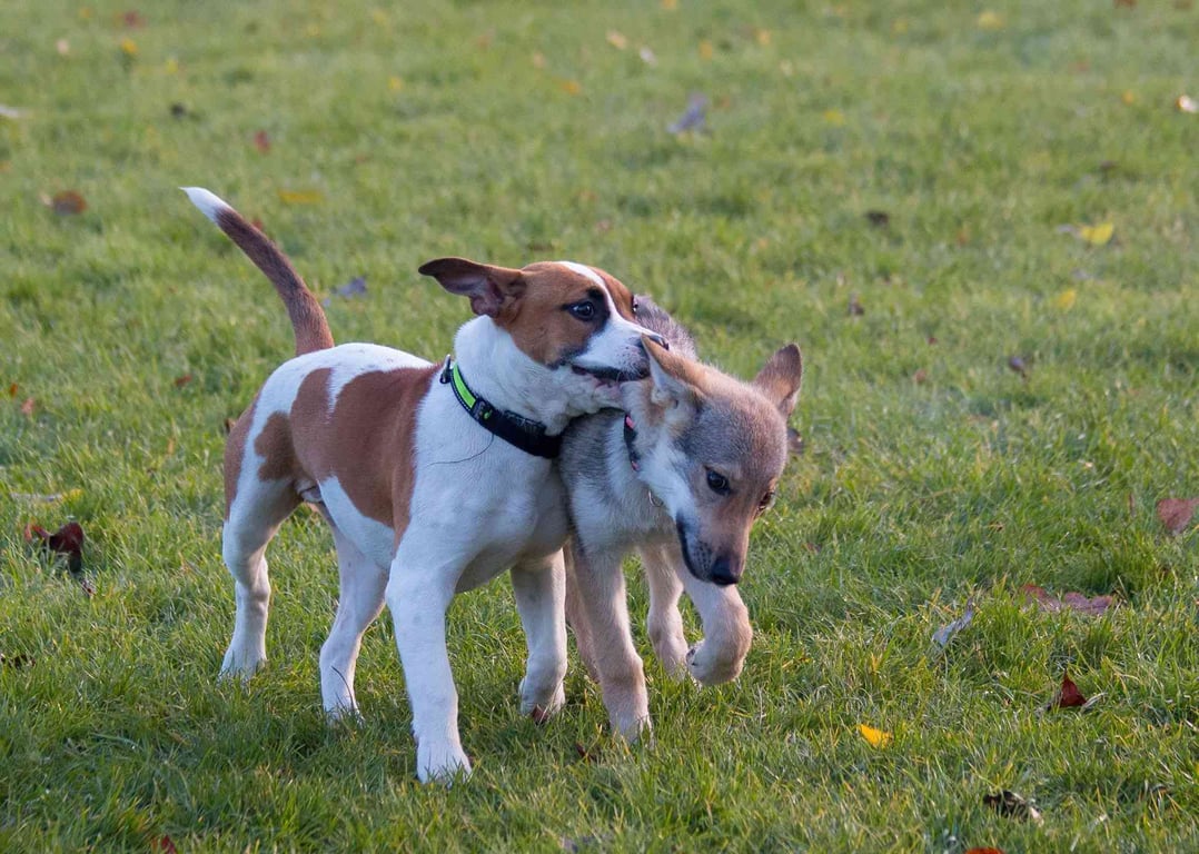 🐾 Tábor AGILITY s Pájou Z.