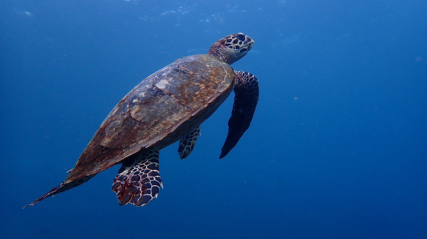 Potápěčský zájezd do Egypta