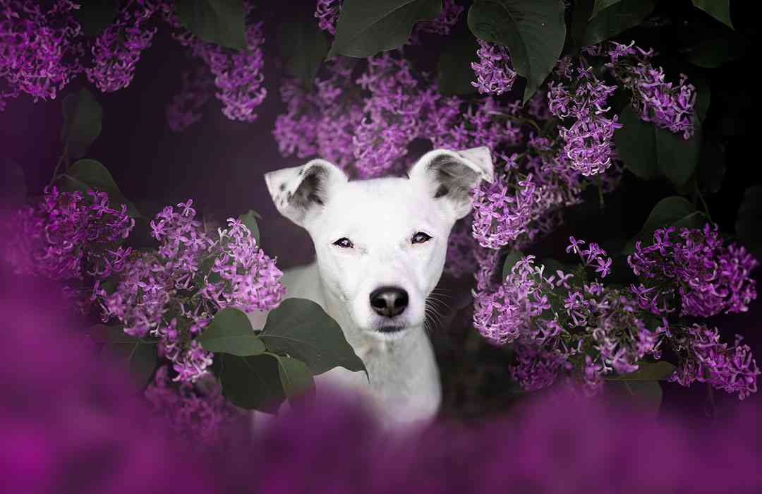 Mucha's BDAY párty (neoficiální závody agility)