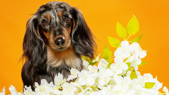 Jarní fotografování psů v ateliéru