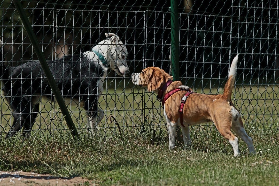 Komunikační lekce pro psy s Lenkou Blachovou