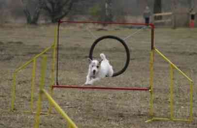 🐕 Hoopers pro začátečníky