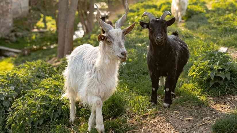 Kozo-lamo kemp s Františkem Šustou