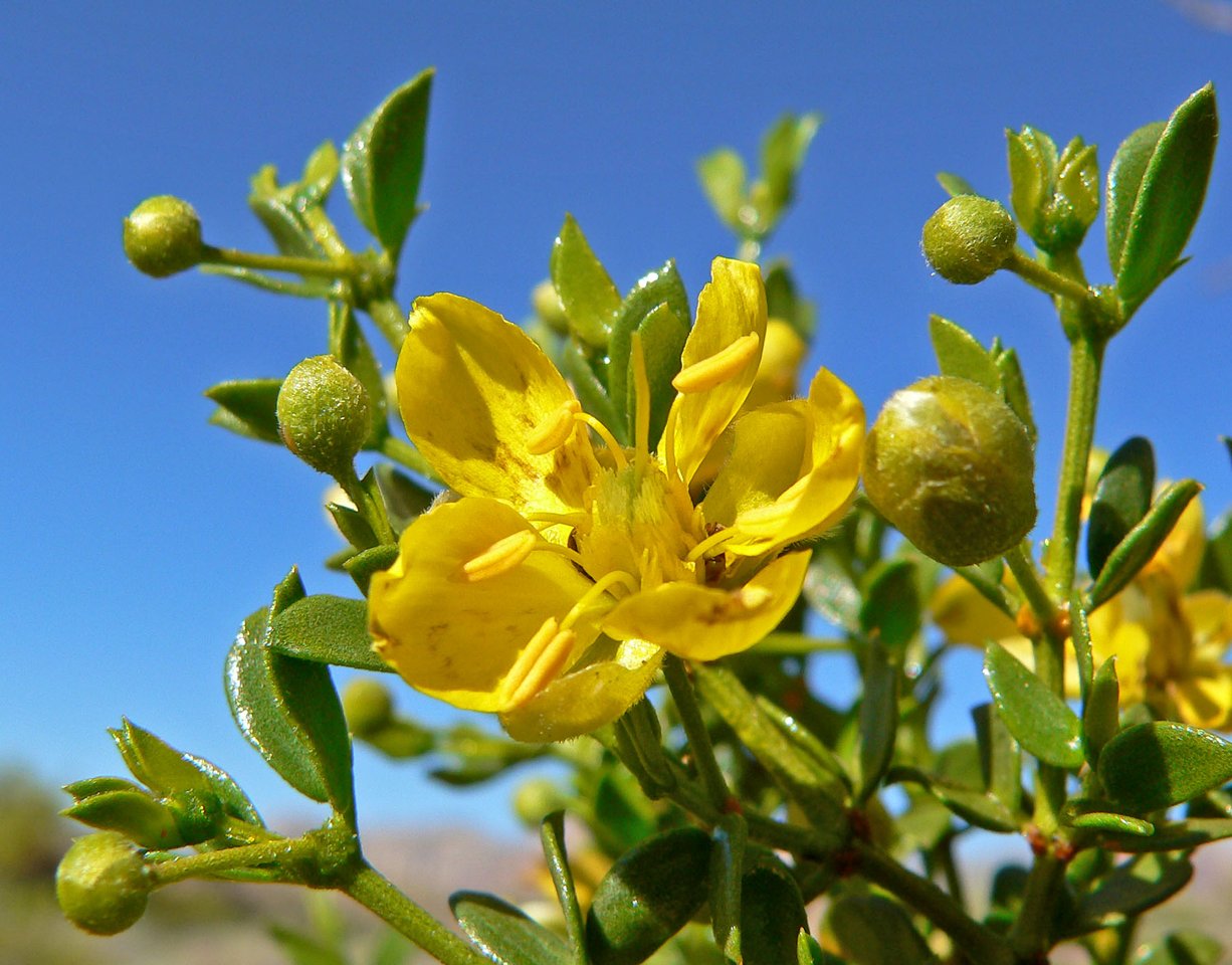 Chihuahuan Desert Nature Center and Botanical Gardens