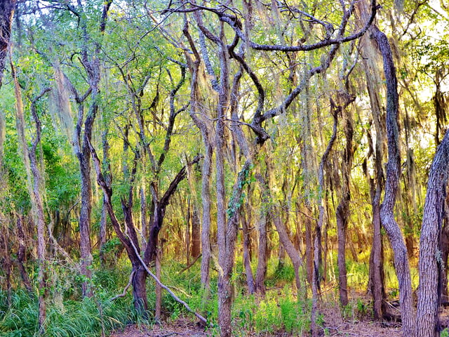 Santa Ana National Wildlife Refuge