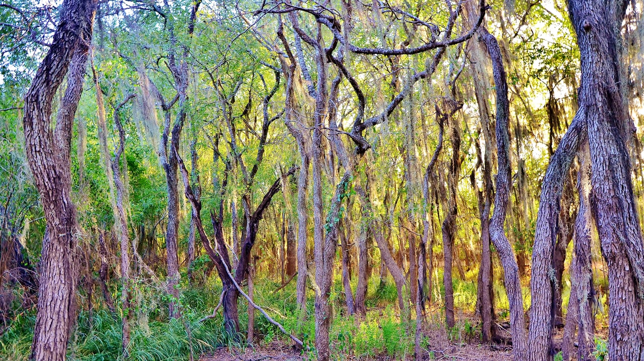 Santa Ana National Wildlife Refuge