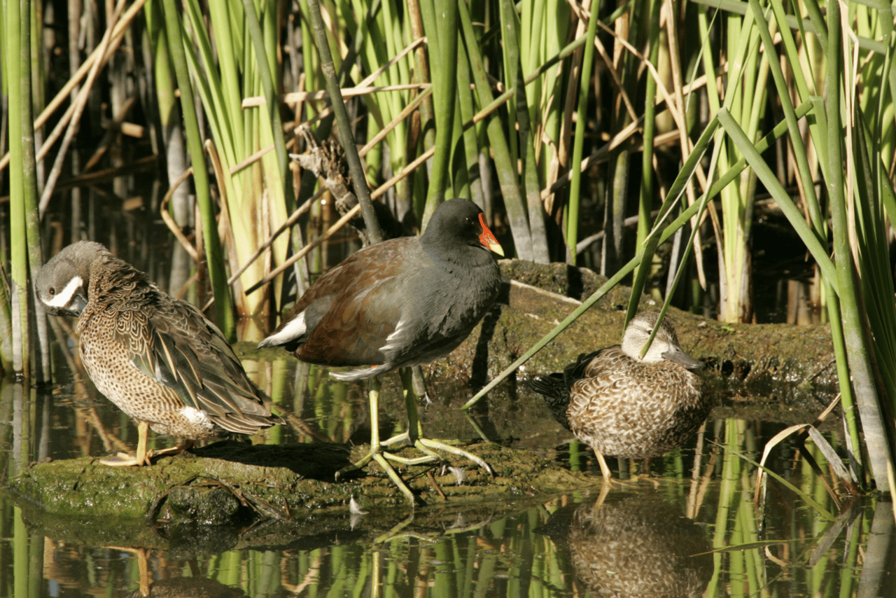 Moody National Wildlife Refuge