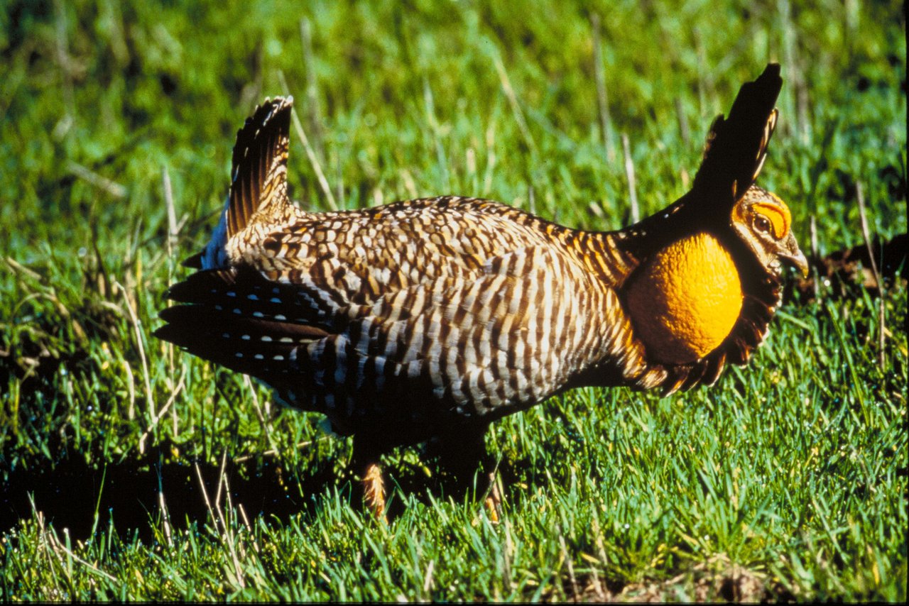 Attwater Prairie Chicken National Wildlife Refuge