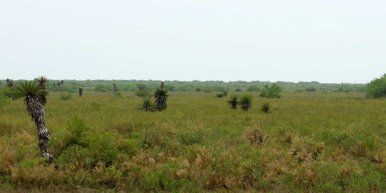 Laguna Atascosa National Wildlife Refuge