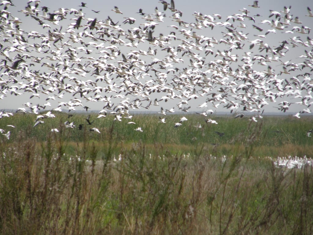 Jocelyn Nungaray National Wildlife Refuge