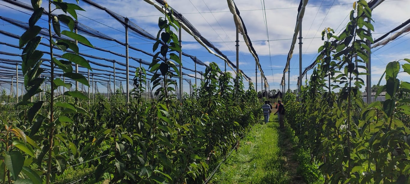 Young fruit trees on trellis wires beneath hail netting along a central path