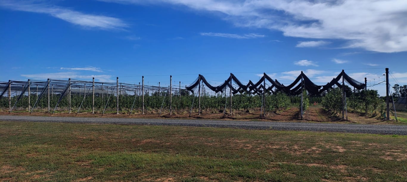 Orchard rows with protective netting along a gravel farm road under open sky