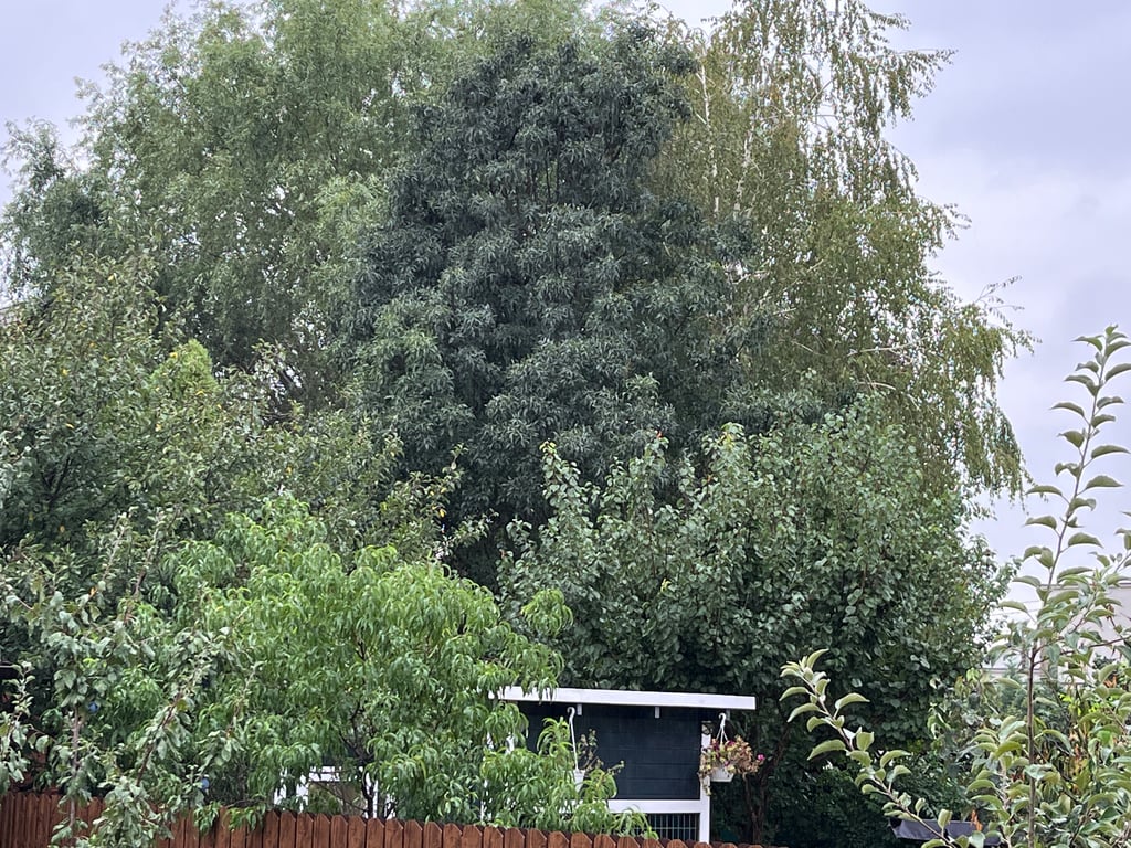 Rainy days