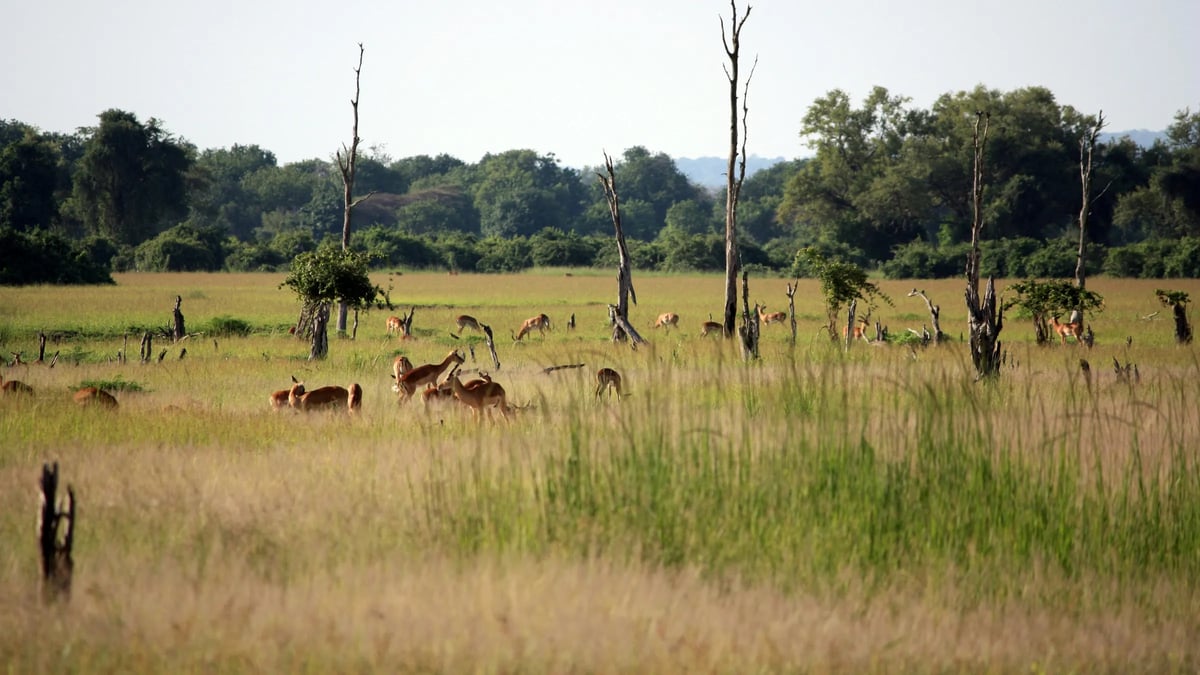 Kafue