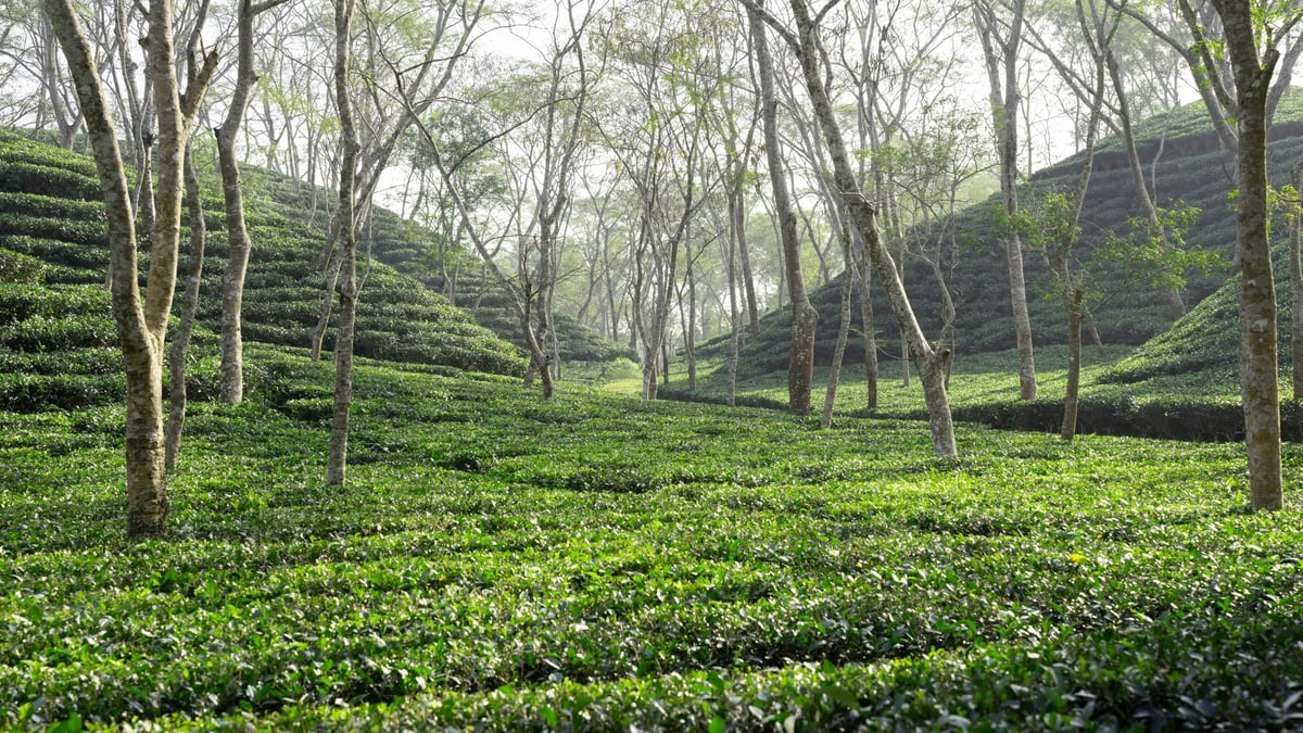 Sylhet