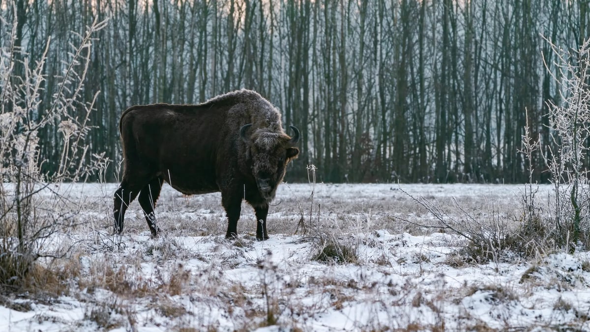 Białowieża Forest