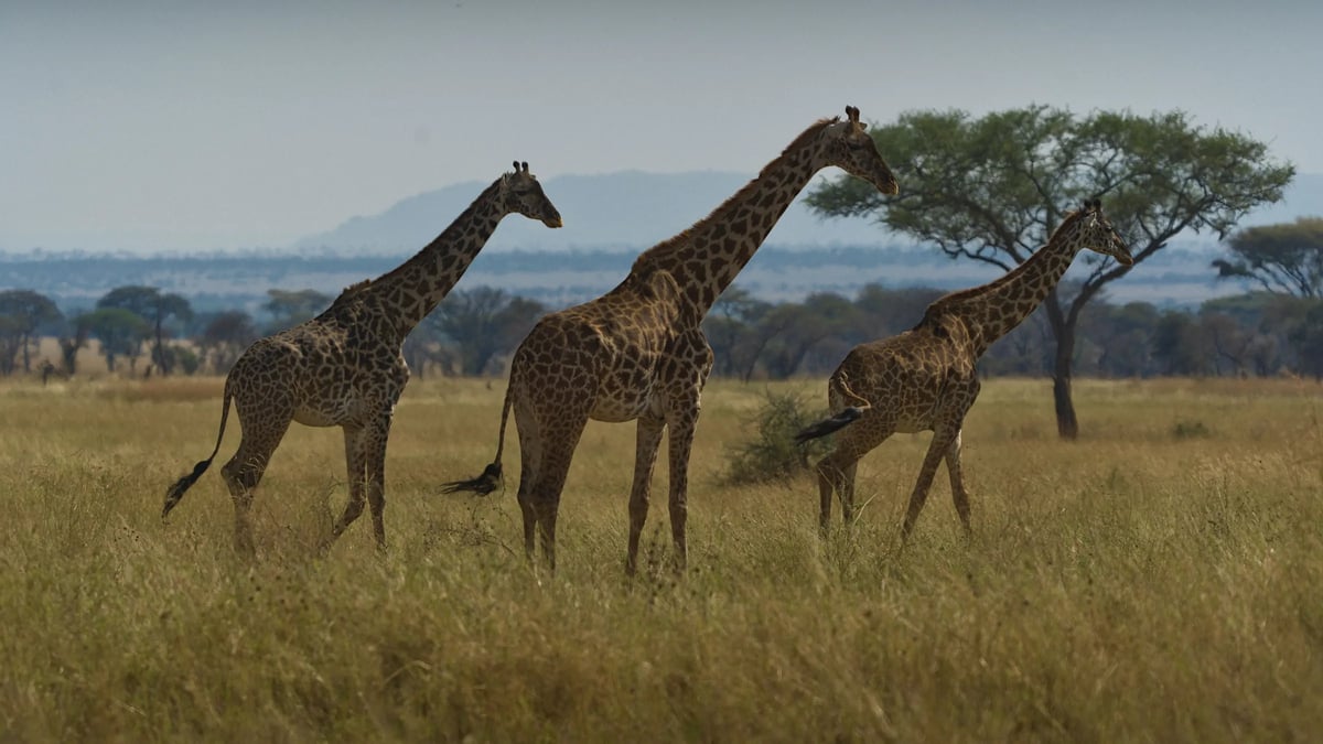 Tarangire