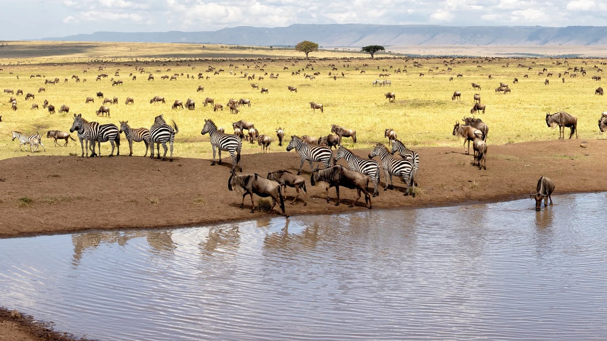 Maasai Mara