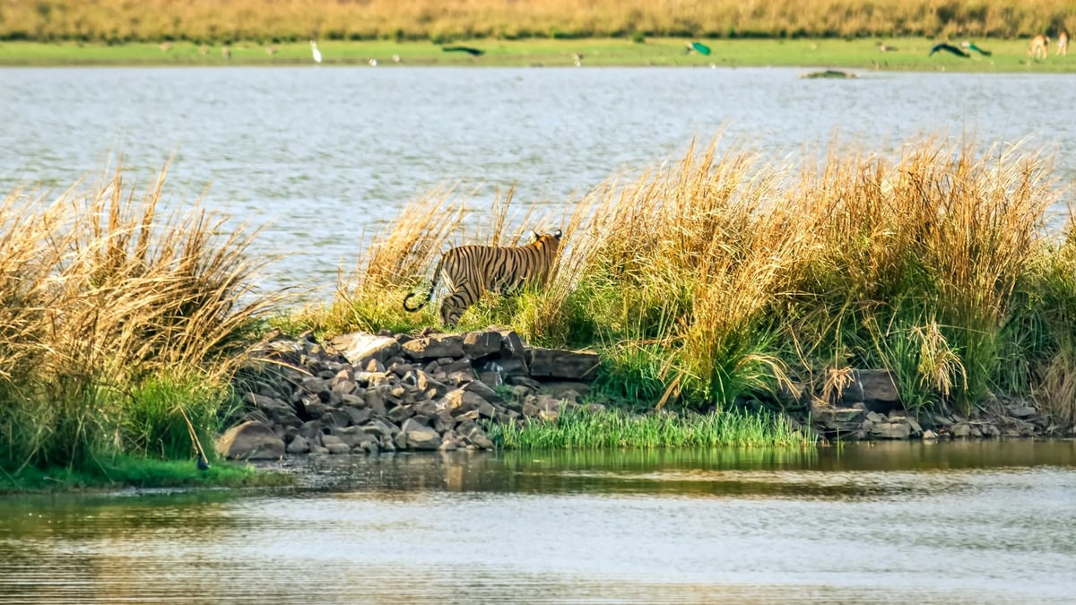 Ranthambore